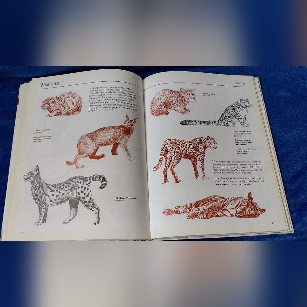 Drawing Animals - Picture 6 of 6